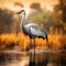 Wattled Crane