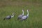 Wattled crane family feeding