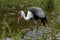 Wattled Crane Feeding in Wetlands