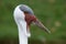 Wattled crane, Grus carunculatus