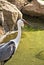 Wattled Crane - Head Shot