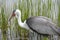 Wattled Crane in Natural Wetlands Habitat