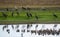 Wattled Cranes Grus and Grey Crowned Cranes grazing in yellow grass lands.