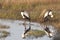 Wattled Cranes Reflections