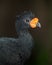 Wattled curassow