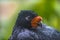 Wattled Curassow