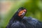 Wattled Curassow