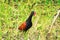 Wattled Jacana bird