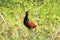 Wattled Jacana bird