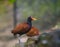 Wattled Jacana bird