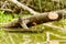 Wattled Jacana Bird In The Wild