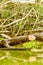 Wattled Jacana Bird In The Wild