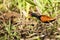 Wattled Jacana Hunting in Reeds