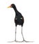 Wattled Jacana - Jacana jacana