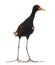 Wattled Jacana - Jacana jacana