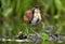 Wattled Jacana Jacana jacana walking on a  water  leaves. Natural green background.