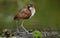 Wattled Jacana Jacana jacana walking on a  water  leaves. Natural green background.