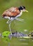 Wattled Jacana Jacana jacana walking on a  water  leaves. Natural green background.