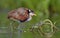 Wattled Jacana Jacana jacana walking on a  water  leaves. Natural green background. Natural habitat, Brazil