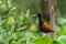 wattled jacana in the Northern Pantanal