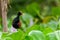 wattled jacana in the Northern Pantanal