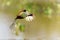 wattled jacana in the Northern Pantanal