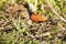 Wattled Jacana Standing in Reeds