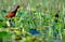 Wattled Jacana in Trinidad & Tobago