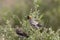 Wattled starling, Creatophora cinerea Masaimara,