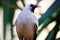 Wattled starling in frontal view in front of green leaves