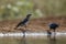 Wattled Starling in Kruger National park, South Africa