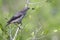 Wattled Starling in Kruger National park, South Africa