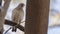 Wattled Starling on Tree