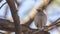 Wattled Starling on Tree Branch