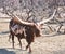 Watusi African cow with large horns