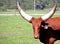 Watusi Bull