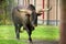 Watusi bull on a meadow