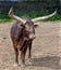 Watusi cattle 3