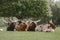 Watusi Cattle