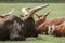 Watusi Cattle