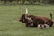 Watusi Cattle