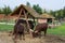 Watusi cattle - Africa