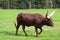 Watusi cattle - Africa
