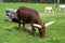 Watusi cattle - Africa