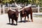 Watusi cattle. Mammal and mammals. Land world and fauna. Wildlife and zoology