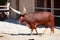 Watusi cattle. Mammal and mammals. Land world and fauna. Wildlife and zoology