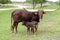 Watusi Cow with her Calf