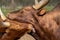 A Watusi cow and a Watusi calf caress each other, scientific name Bos taurus