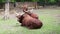 Watusi cows of an exotic breed graze and lie on the grass in livestock farm