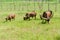 Watusi Cows in farm